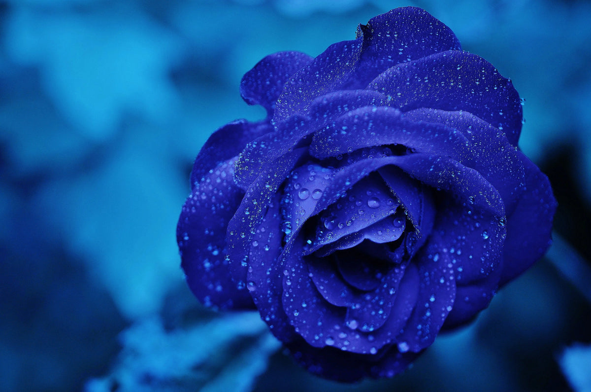 Roses