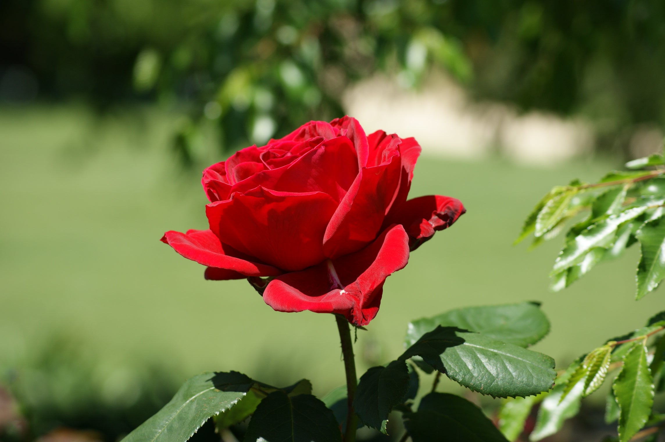 A vibrant red rose showcasing its delicate petals and rich color, representing the beauty of roses.