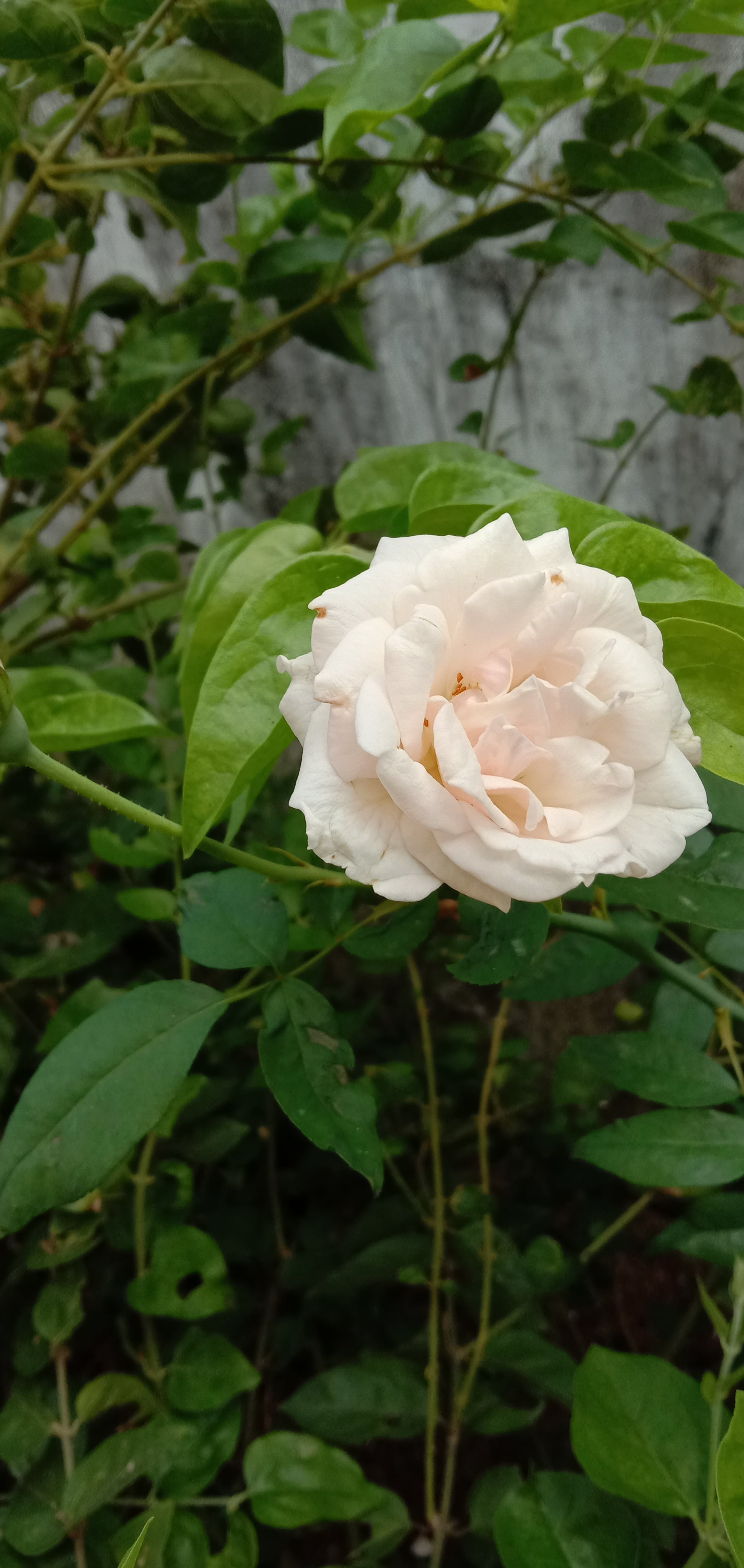 Roses