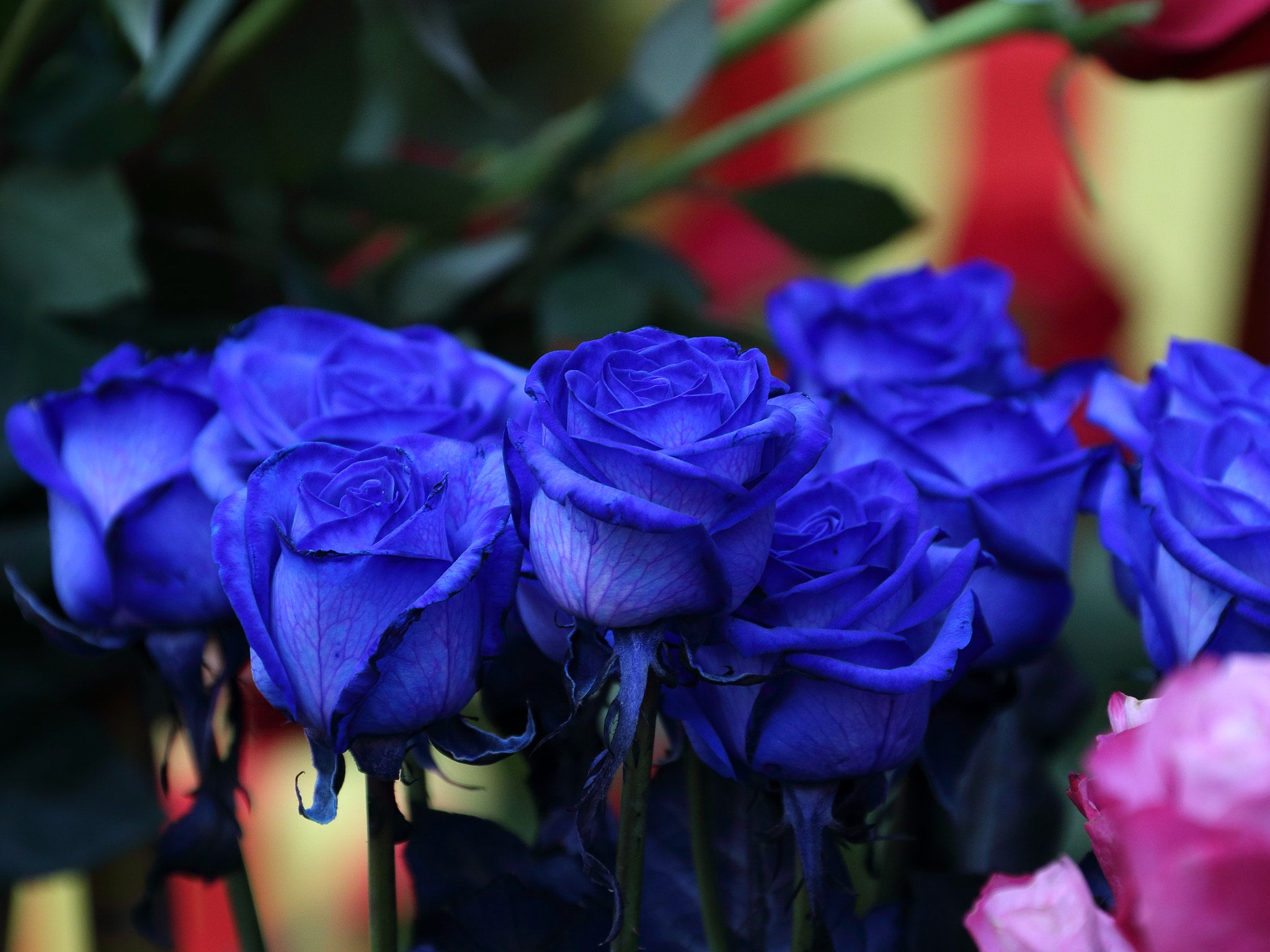 A beautiful blue rose with dew drops, emphasizing the rarity and elegance of blue roses.