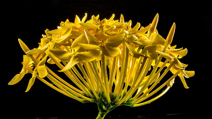 Santan surrounded by yellow blooming flowers for a cheerful display.