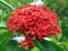 Santan product featuring vibrant colors against a neutral backdrop.