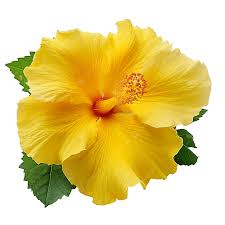 Gumamela flower in full bloom against a blurred background.
