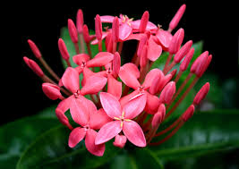 Santan product displayed on a clean white background.