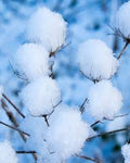 Close-up of soft, white cotton fabric showcasing its texture and natural fibers.