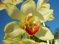 Elegant purple orchid flower with delicate petals showcasing natural beauty.