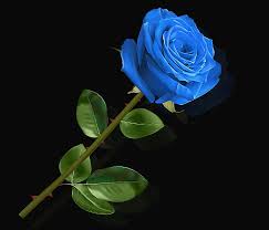A collection of blooming roses in various shades, representing the beauty and variety of rose flowers.