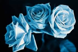 A stunning arrangement of roses in various colors, showcasing the beauty of floral designs.