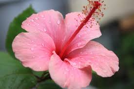 Close-up of vibrant Gumamela flower petals in rich pink hue.
