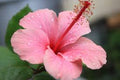 Close-up of vibrant Gumamela flower petals in rich pink hue.
