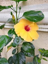 Gumamela flowers in a garden setting, highlighting their natural beauty.