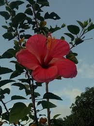 Single Gumamela flower with dew drops on its petals.