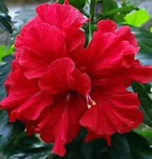 Gumamela plant with lush green leaves and blooming flowers.