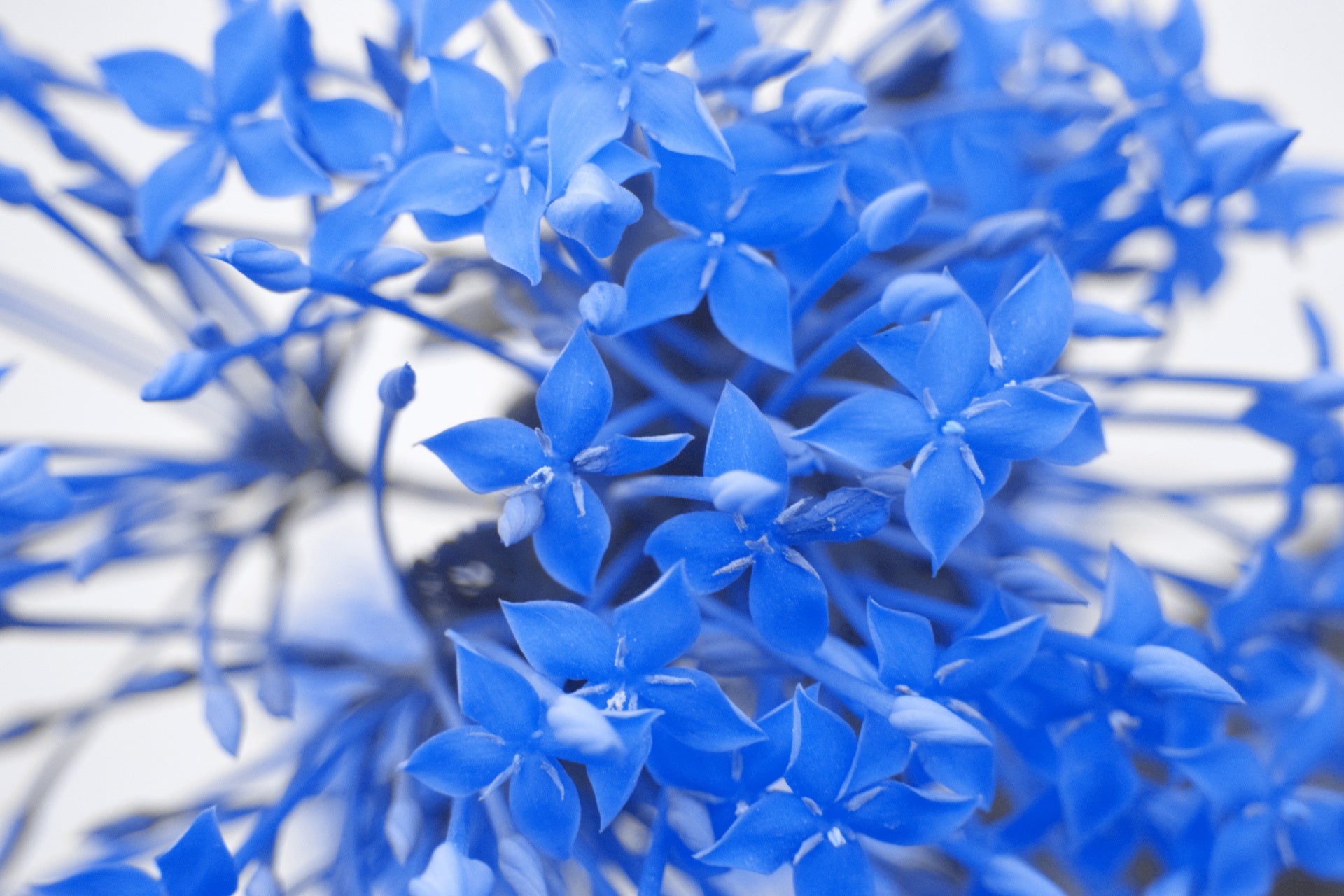 Santan with ixora flowers in blue, creating a serene composition.