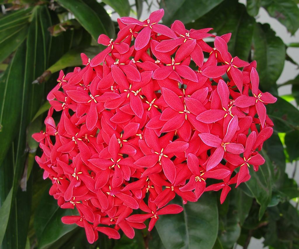 Close-up view of the Santan product showcasing its intricate design.