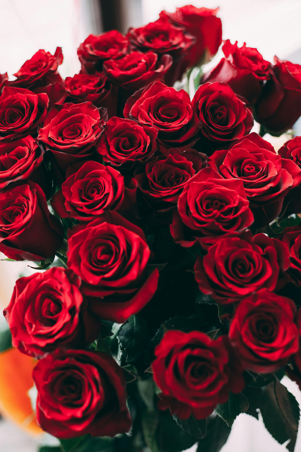 A close-up of a vibrant red rose with dew drops, emphasizing the freshness of roses.