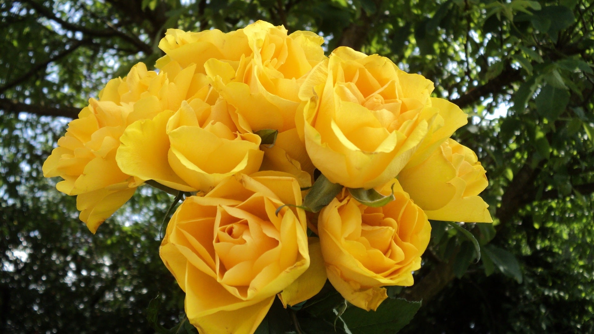 A romantic bouquet of roses in soft colors, perfect for gifting on special occasions.