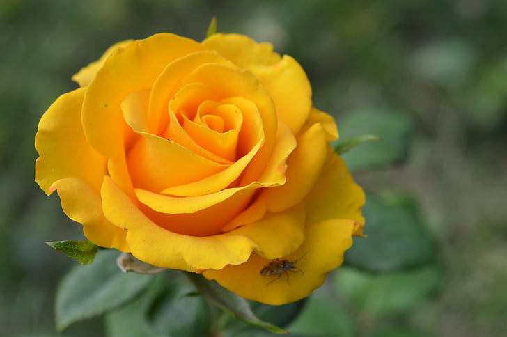 Roses