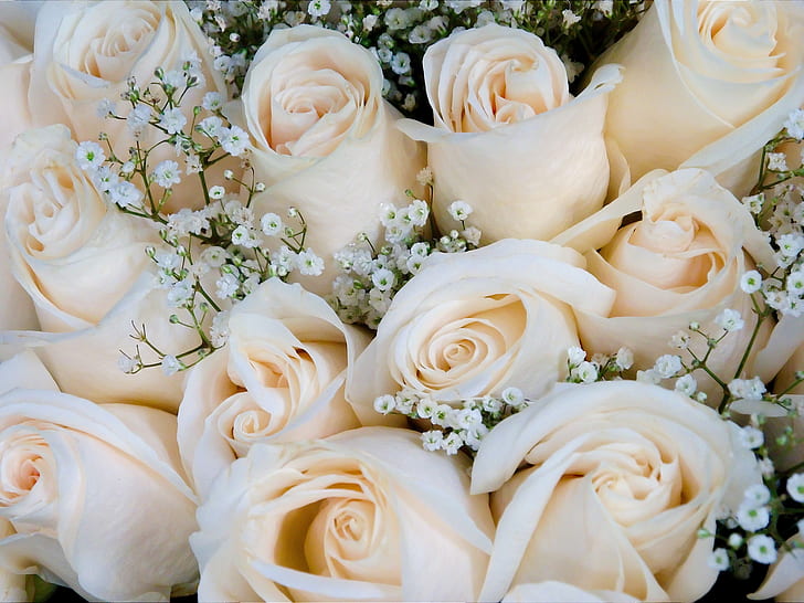 Roses